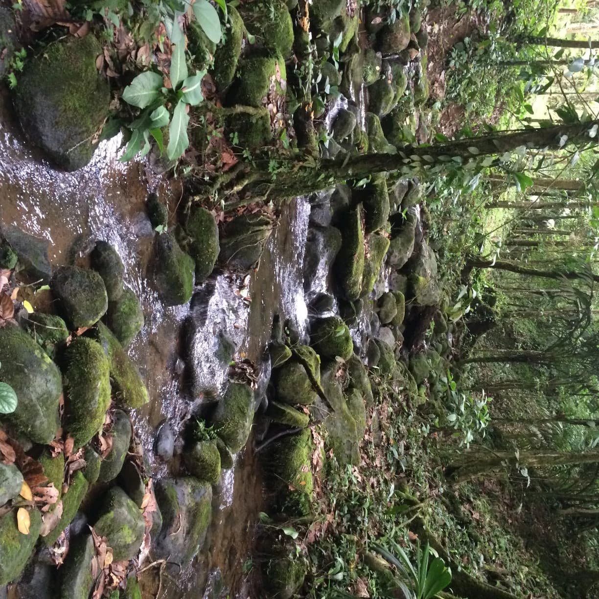 JUNGLE PARADISE: Nature Lovers Dream: 204 acres of Wilderness and a Building Pad - photo 11