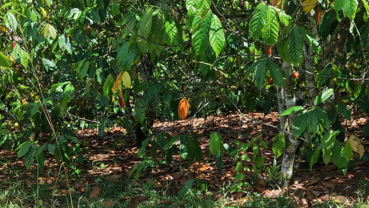 Home Construction Site For Sale in Cajón - photo 5