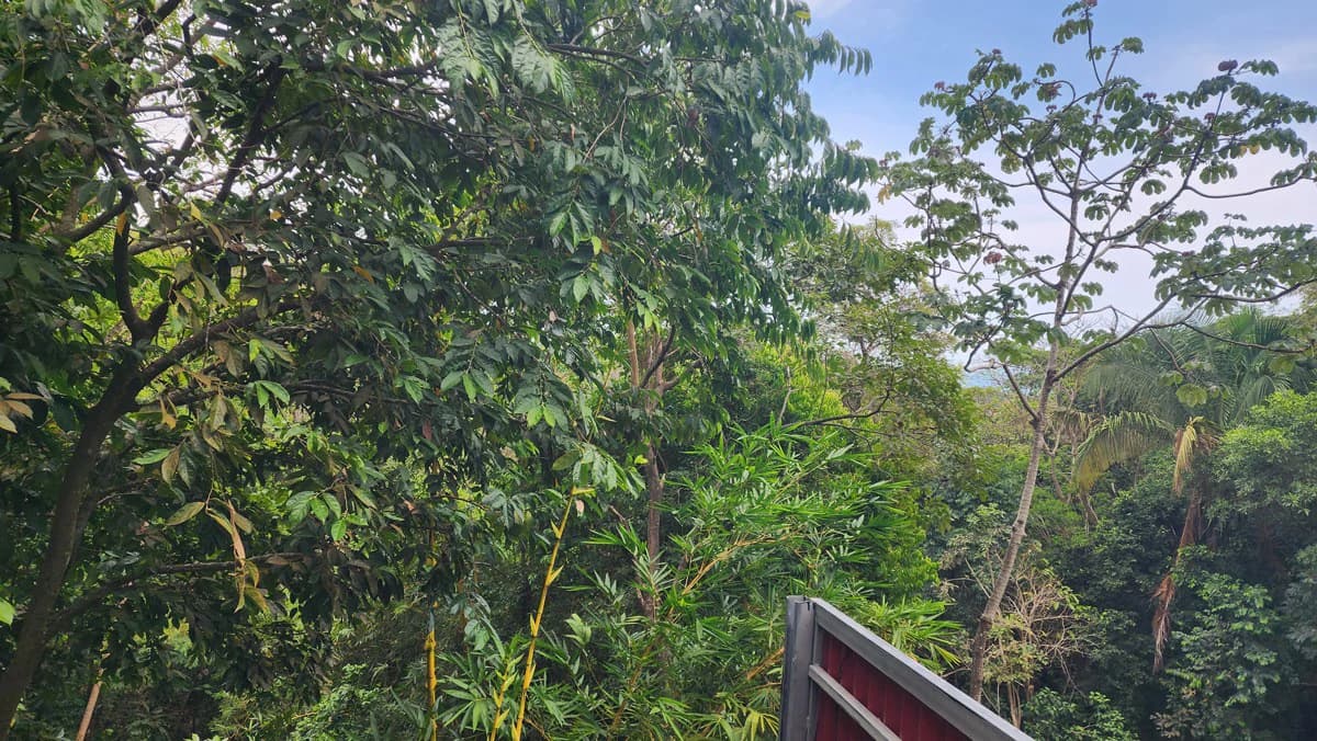 Manuel Antonio Villa: Manuel Antonio Villa with Subdividable Lot or Expansion - photo 43