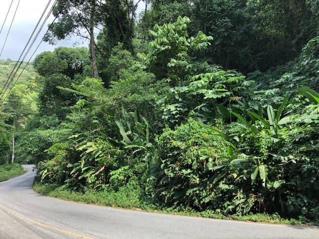 6.5 ACRES – Space To Grow, Build & Thrive, Close To The Beach & Commercial Potential Road Frontage!!!!!: Mountain and Countryside Development Parcel For Sale in Platanillo de Dominical - photo 2