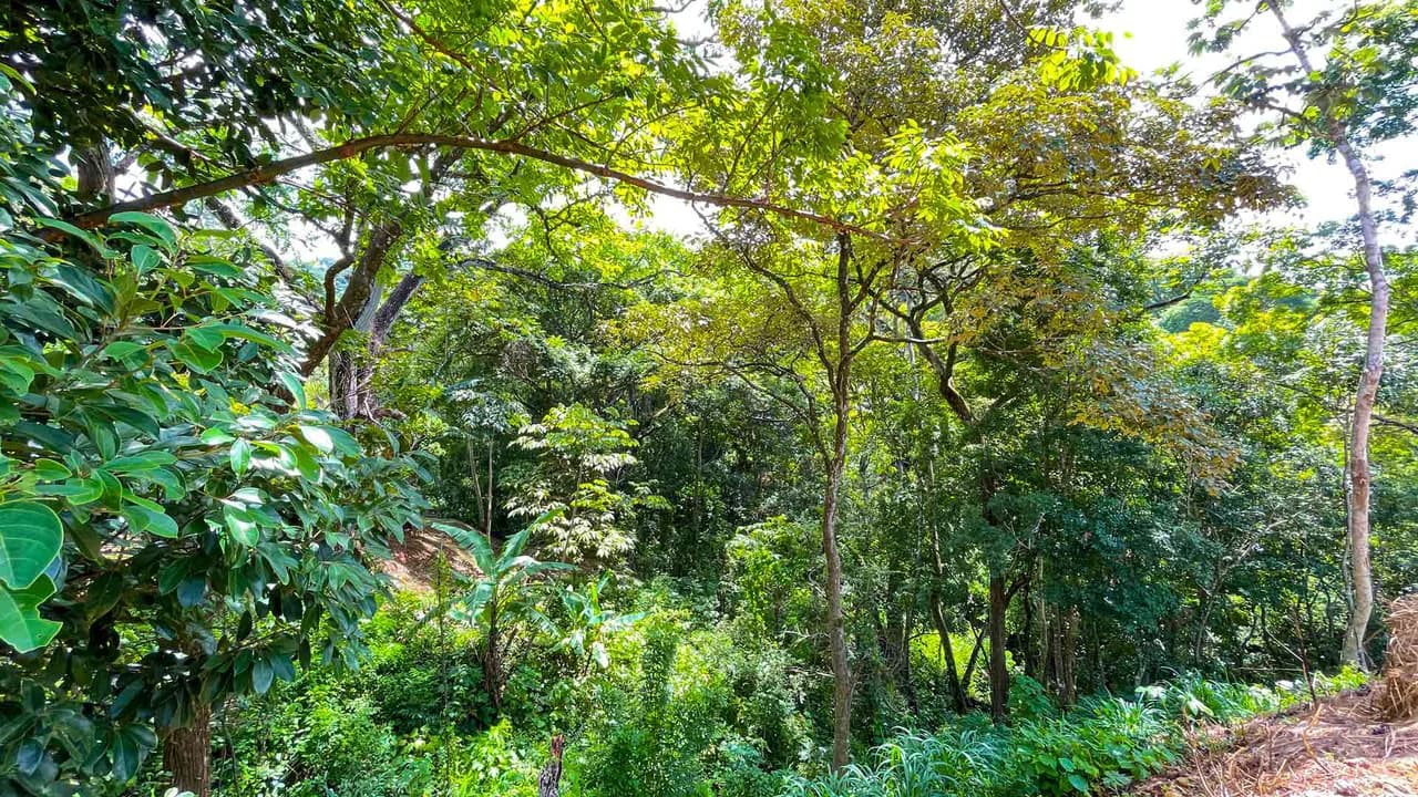 New Home for Sale in Atenas, Costa Rica with Private Pool and Tropical Surroundings - photo 23