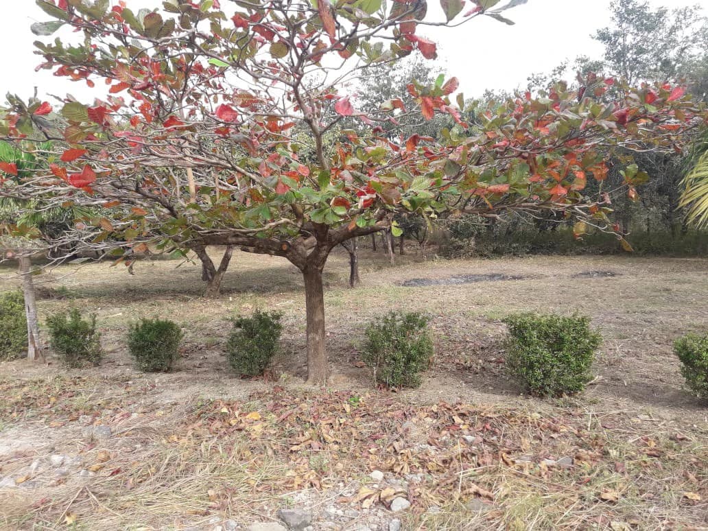 Colorado River Paradise Farm for Sale - Just 10 Minutes from Liberia - photo 10