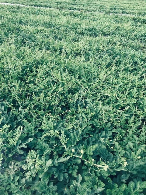 Amazing 50% discount for Huge ocean-view farm for sale surrounded by soft rolling hills and pristine nature - photo 45