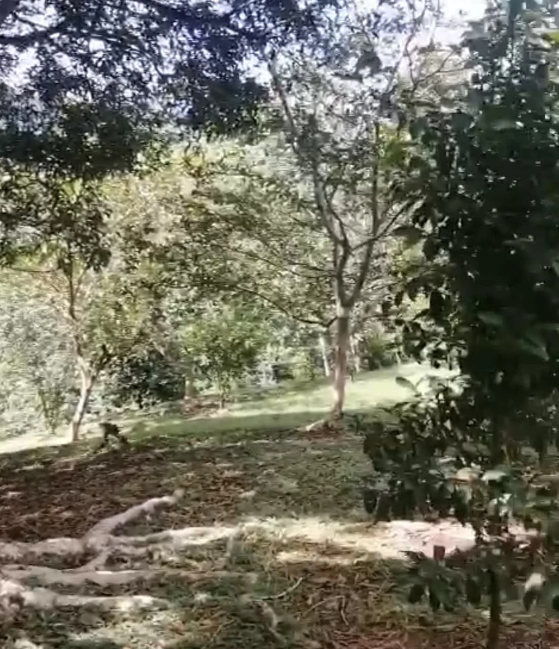 4.82 Acres Near La Fortuna, Costa Rica | Home + River + Vacation Rental Potential - photo 9