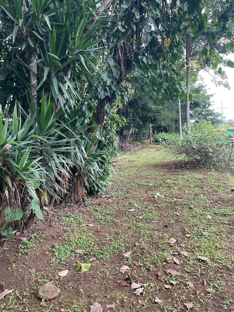 PROPIEDAD PARA INVERSION SABANA LARGA ATENAS: INVESTMENT PROPERTY - photo 4