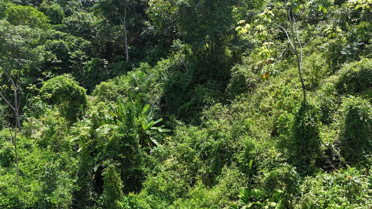 Exquisite Jungle property with Ocean View | Gated Community in Ojochal 3 - photo 10