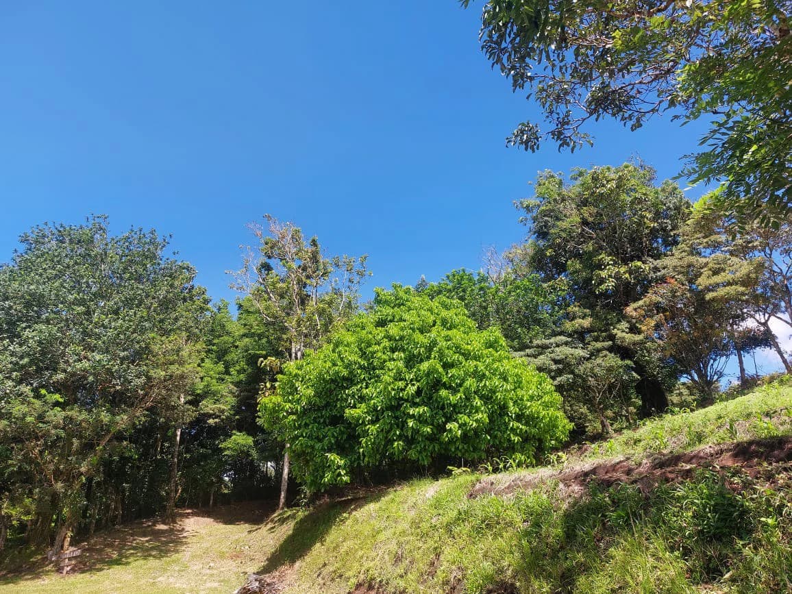 FINCA LA TEJONA - photo 25