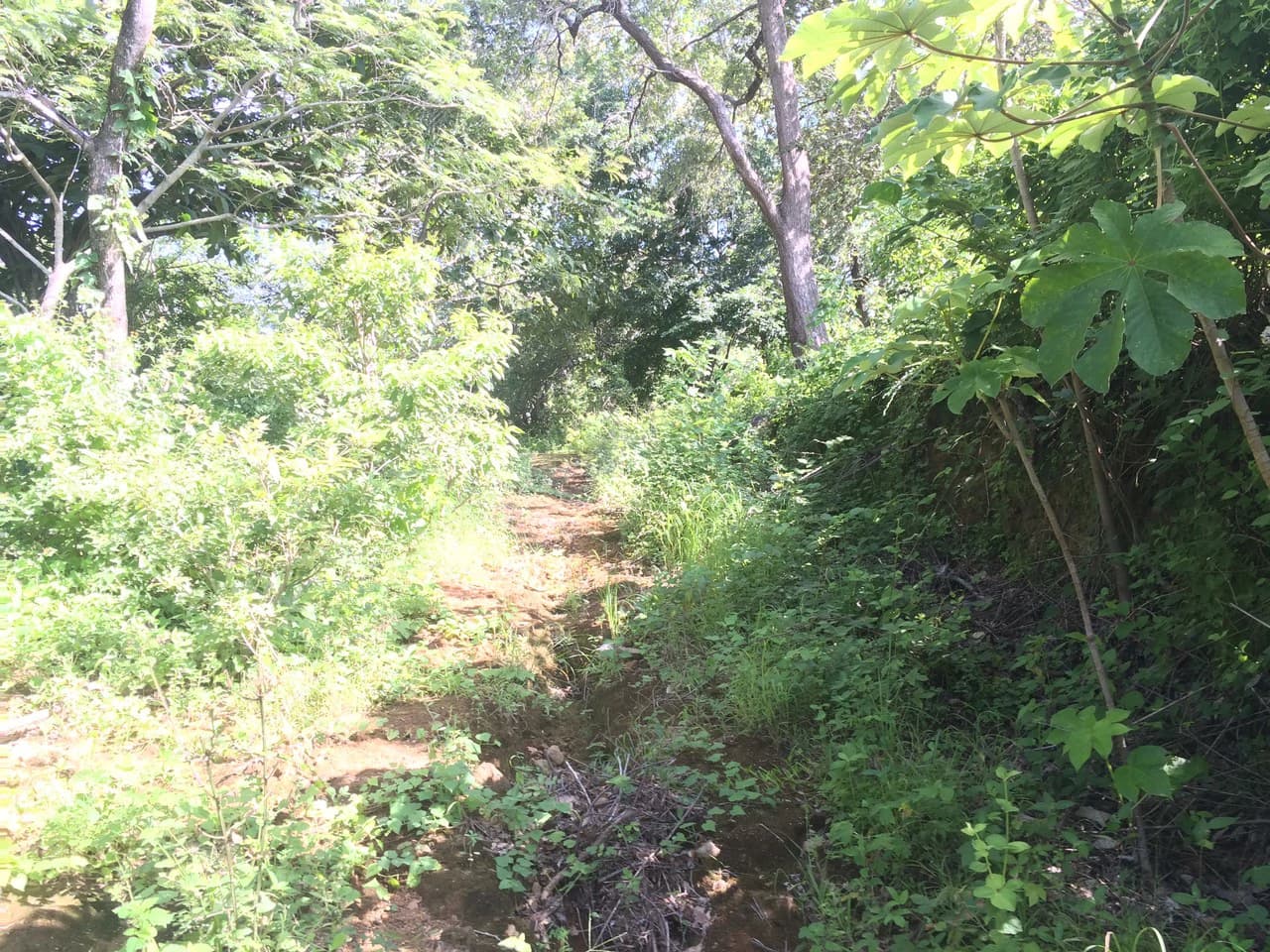 Finca de 31 hectáreas en Liberia: Great investment opportunity - photo 7