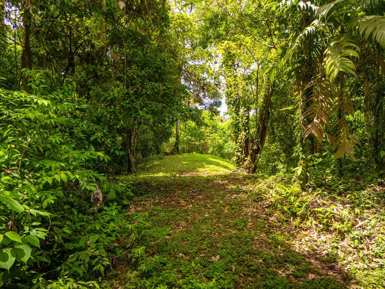 Tropical Paradise in Cascada Sándalo, Tres Ríos Ocean & Mountain Views | Gated Community | Abundant Nature - photo 11