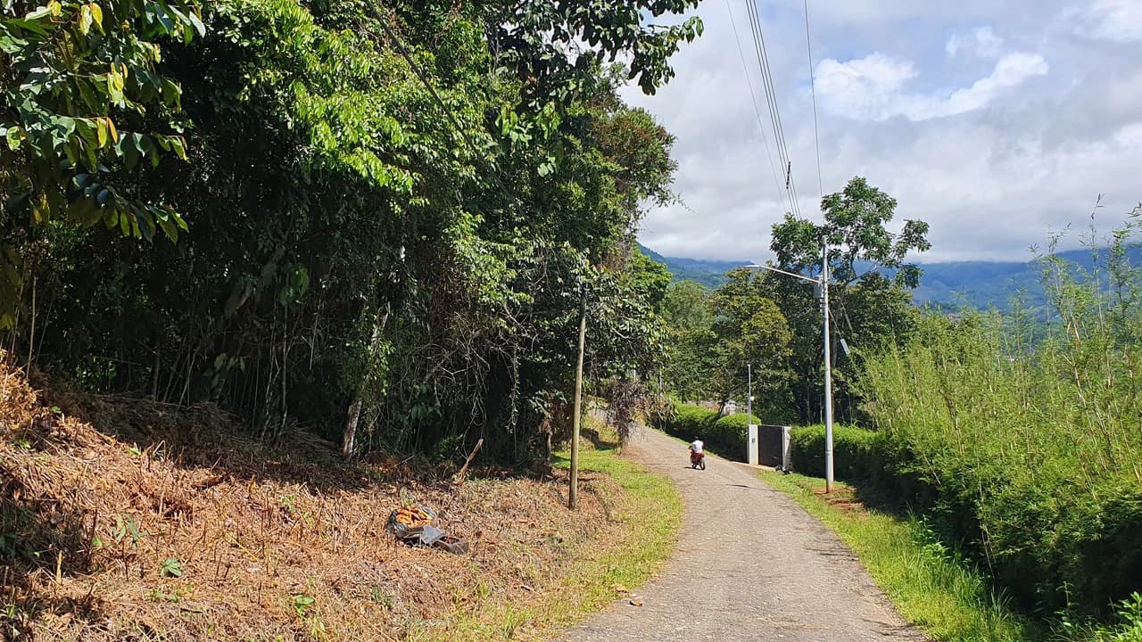 Property #1 with Bamboo Plantation, Development Opportunity (Residential, Hotel, and Industrial). - photo 5
