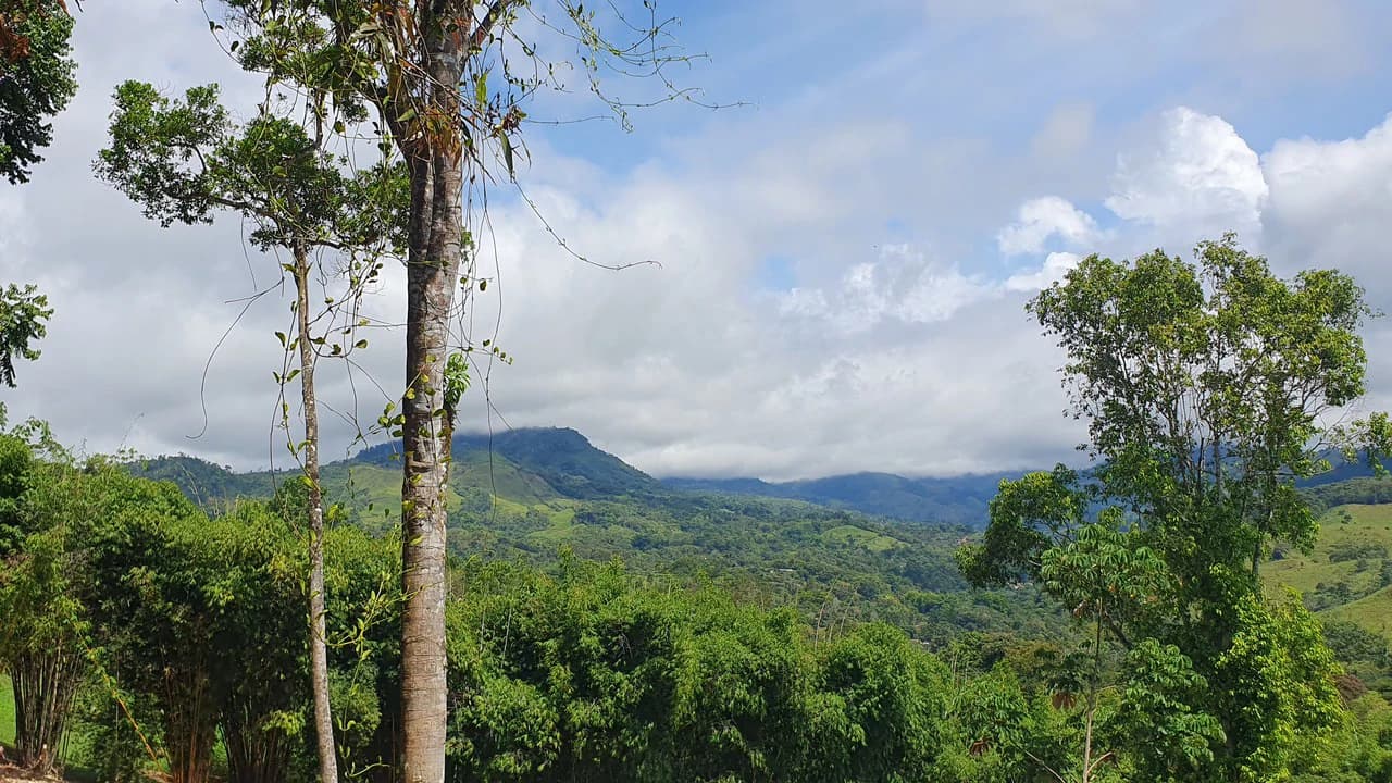 Property #1 with Bamboo Plantation, Development Opportunity (Residential, Hotel, and Industrial). - photo 6
