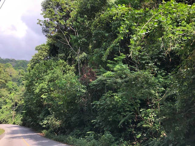 6.5 ACRES – Space To Grow, Build & Thrive, Close To The Beach & Commercial Potential Road Frontage!!!!!: Mountain and Countryside Development Parcel For Sale in Platanillo de Dominical - photo 8