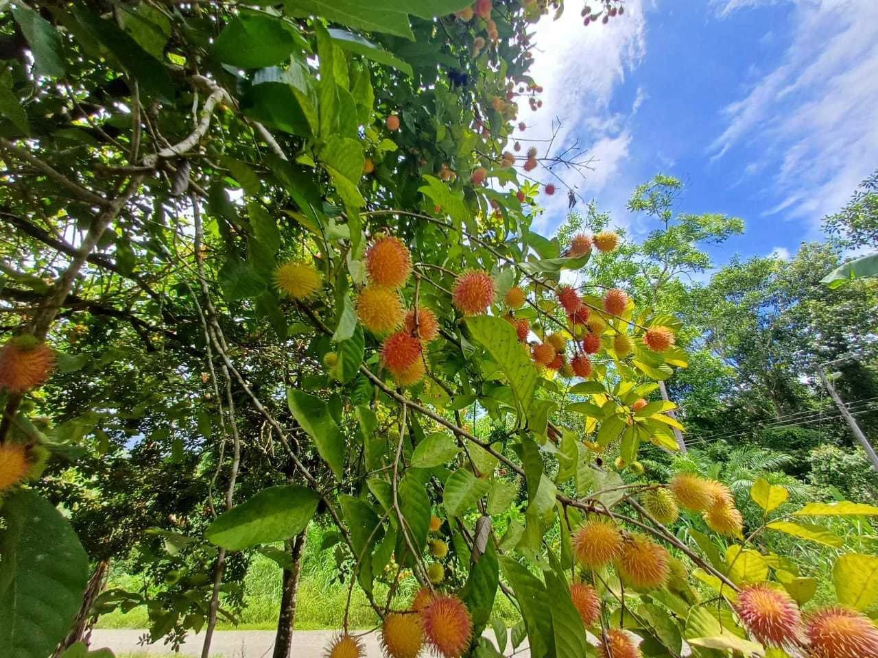 Finca La Palma, Cañaza, Puerto Jiménez - photo 14