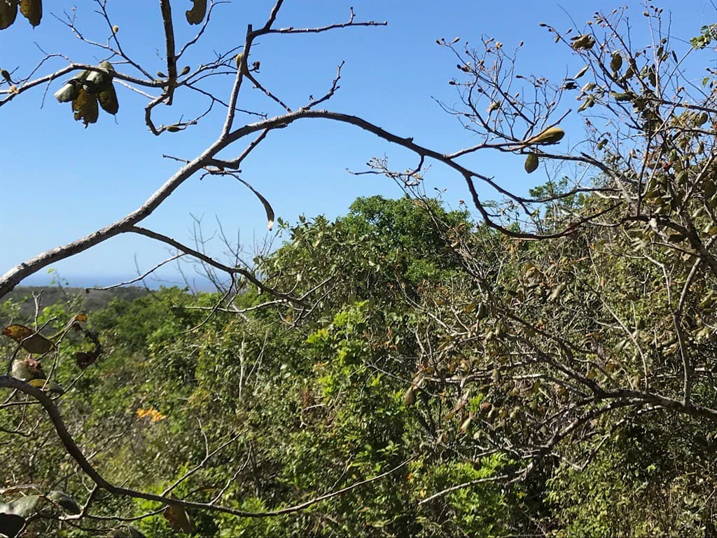 Ocean view farm for sale in the mountains of San Juanillo - photo 20