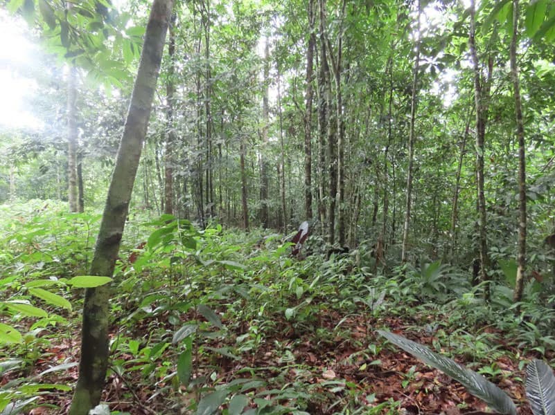34-Acres of Forest For Sale in Riyito de Puerto Jimenez - photo 14