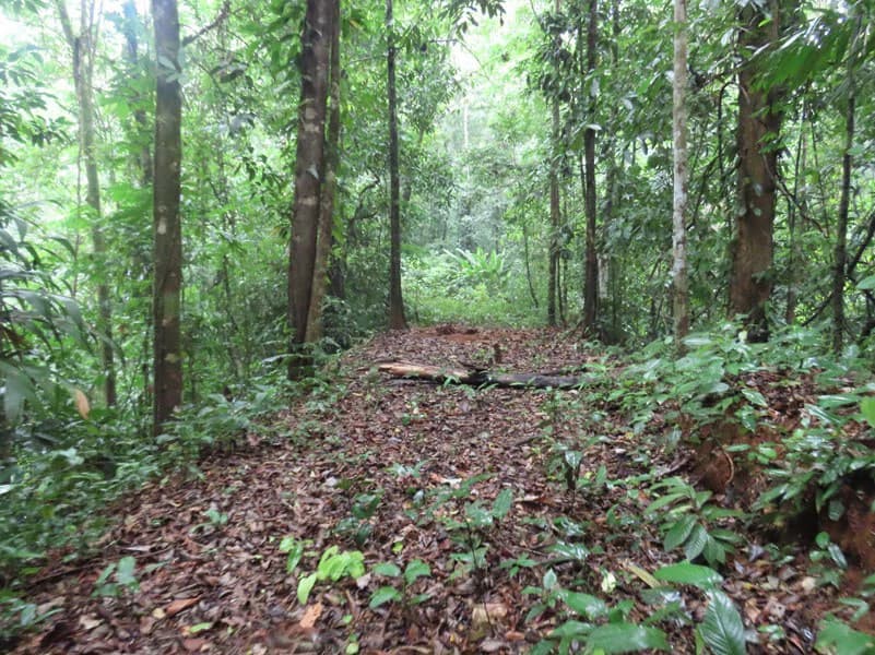 34-Acres of Forest For Sale in Riyito de Puerto Jimenez - photo 23