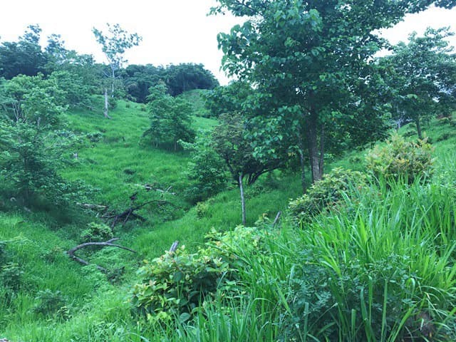Ocean View Farm - photo 10