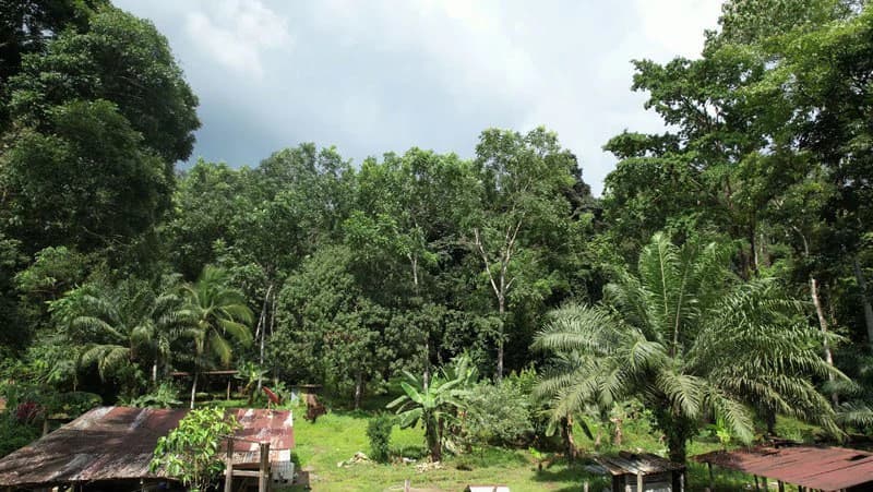 Ocean View & Primary forest 55-ha Rincon de Osa - photo 14