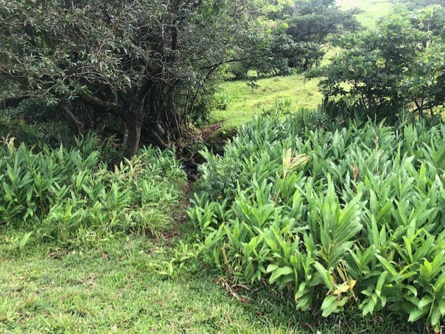 Warm Spring Mountain Property in a tropical landscape and antique wooden house, 50 minutes from Liberia city - photo 21