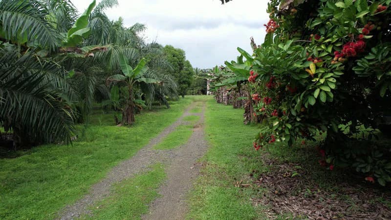 Finca La Palma, Cañaza, Puerto Jiménez - photo 3