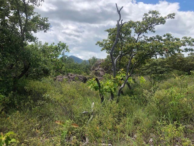 Mountain Farm for Sale in Liberia – Nature, Privacy, and High Investment Potential - photo 30