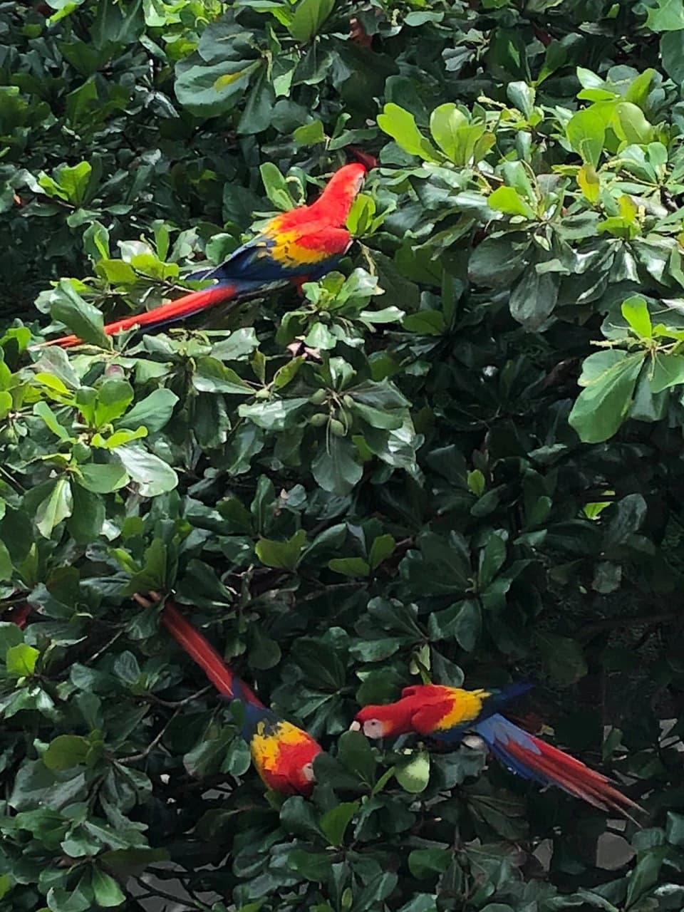 Beautiful Lot a few meters from the beach Property for Sale: 1,103 m² Lot in Playa Jaco, Costa Rica - photo 19