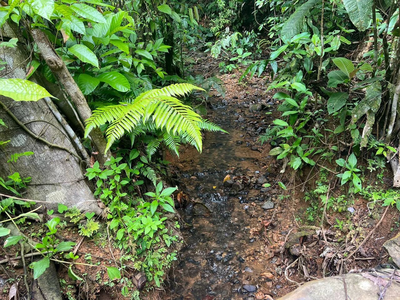 47 ACRES – Beautiful Mountain View Farm With Many Water Sources and Many Building Areas!!!! - photo 8