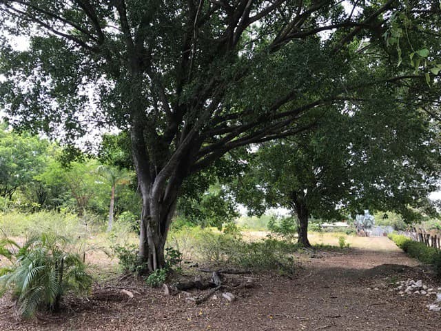Great property in Santa Cruz: Excellent opportunity to develop in excellent location - photo 15
