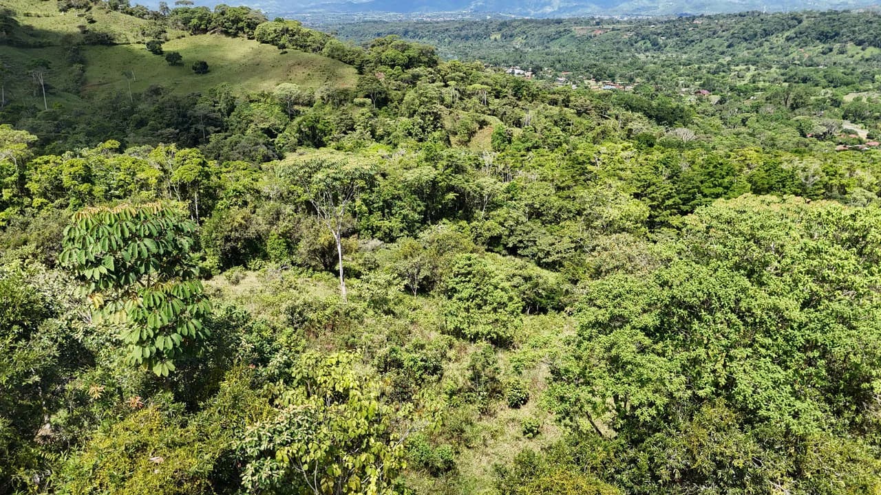 FINCA EN MIRAFLORES: Mountain Agricultural Land For Sale in El General - photo 3