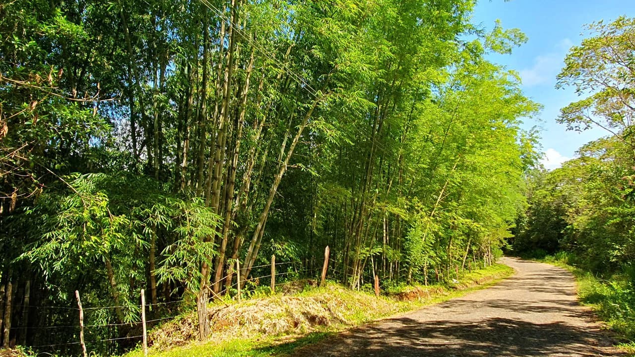 Property #2 with Bamboo Plantation, Development Opportunity (Residential, Hotel, and Industrial). - photo 12