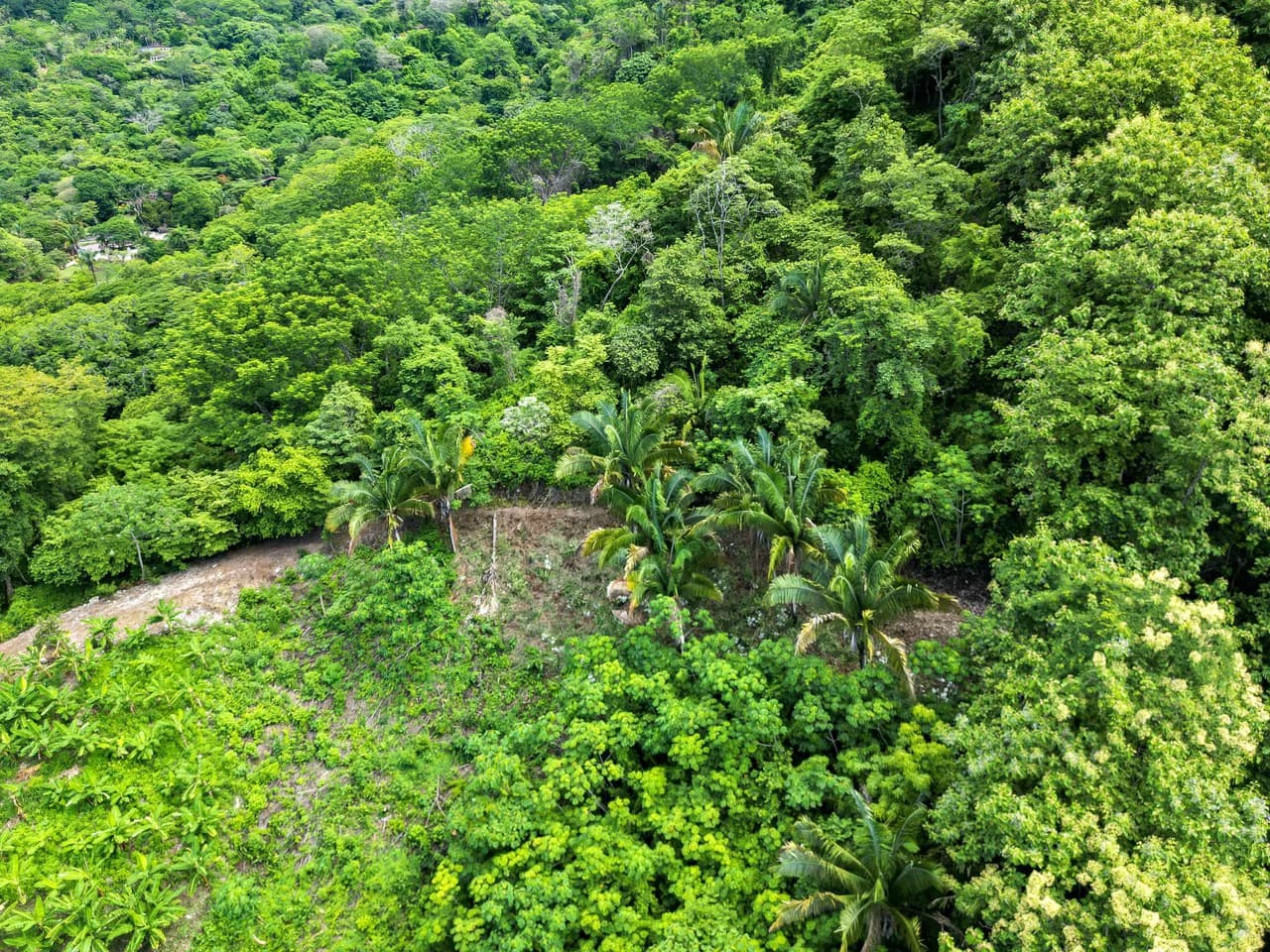Finca Montana: 125 Acre Finca With Stunning Ocean Views - photo 8