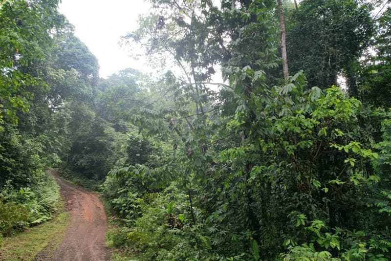 34-Acres of Forest For Sale in Riyito de Puerto Jimenez - photo 4