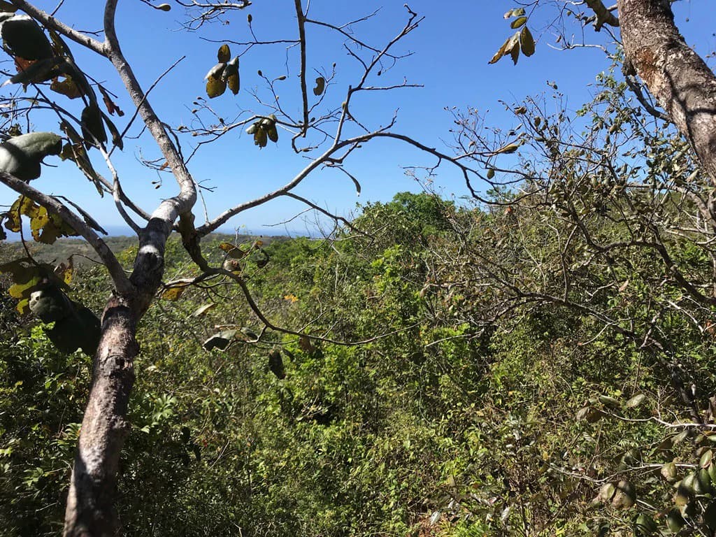 Ocean view farm for sale in the mountains of San Juanillo - photo 19