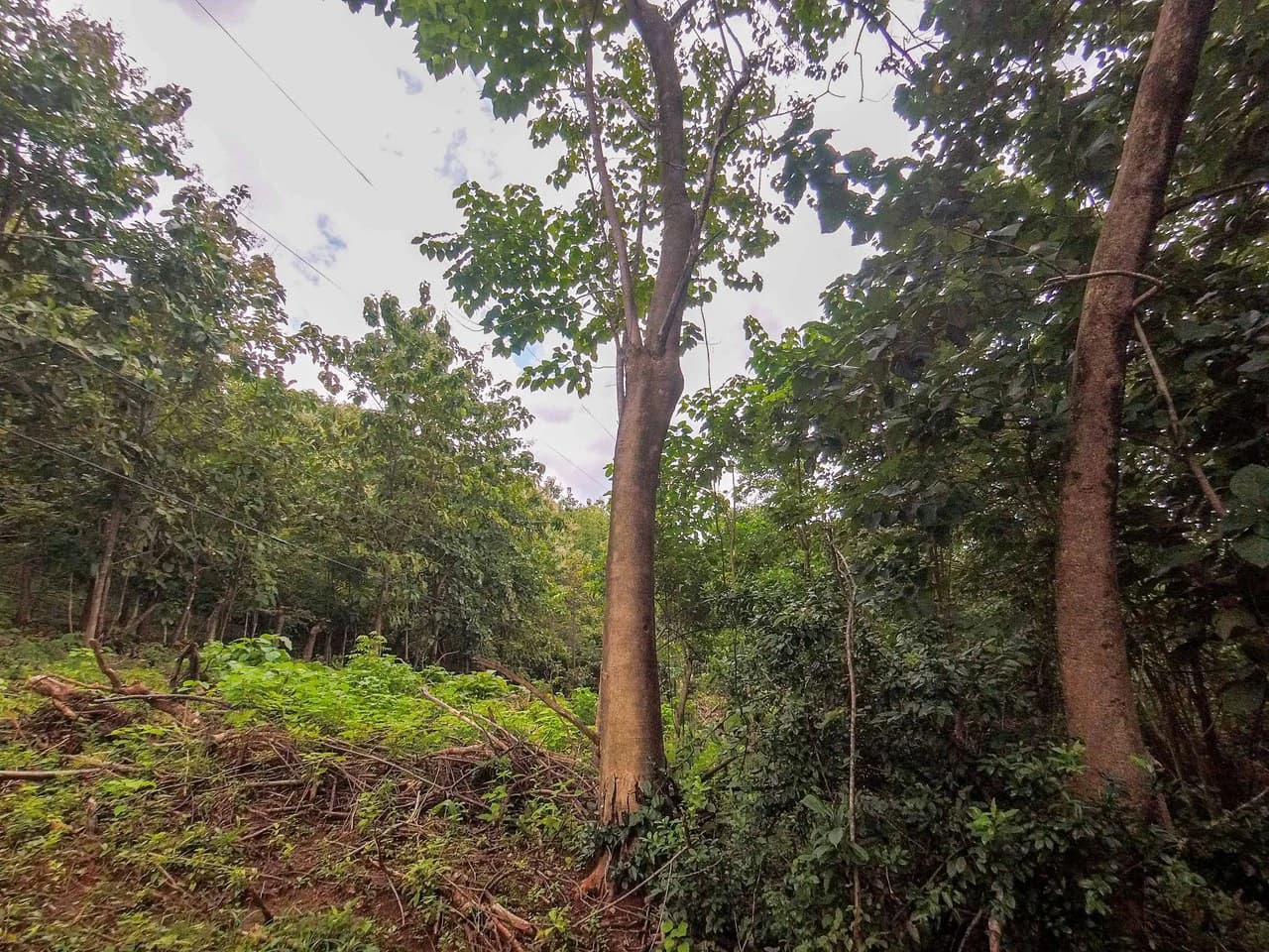 Lot Limon Dulce: Countryside Home Construction Site For Sale in Playa Samara