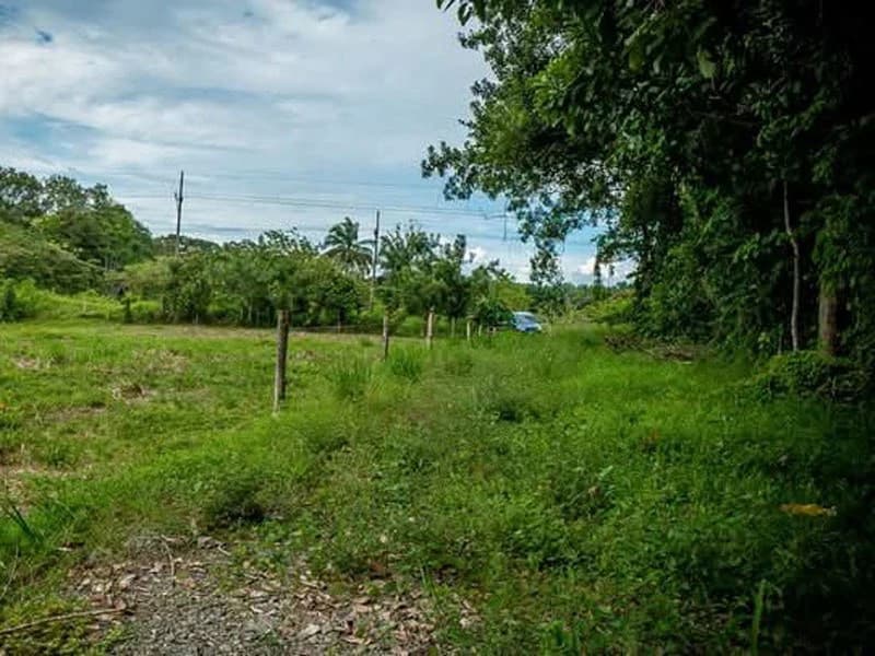 0.25 Acres Lots For Sale in La Amapola, Puerto Jimenez on Highway-245 - photo 5