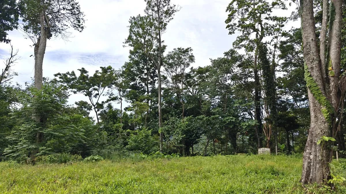 ID 345: 6,763m² Ocean View Development Land for Sale in Puerto Viejo - photo 6