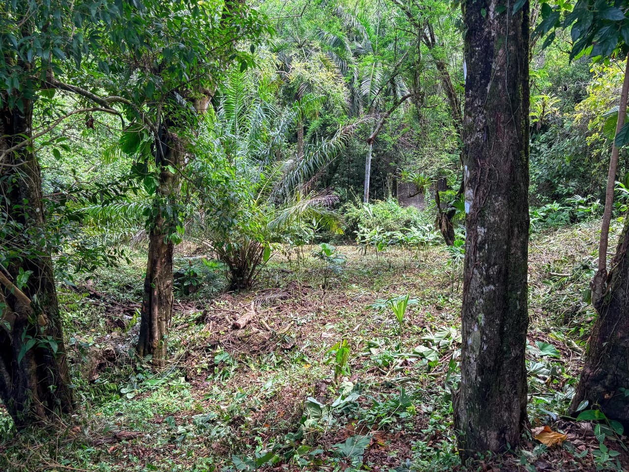 3.6 Acre Ocean View, Near the Beach & Cool Mountain Elevation: Mountain Home Construction Site For Sale in Lagunas - photo 18