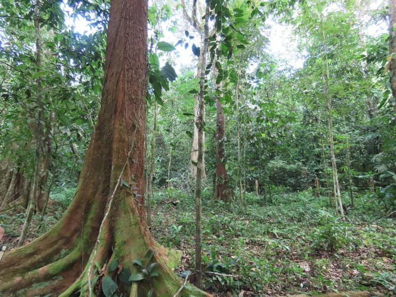 0.25 Acres Lots For Sale in La Amapola, Puerto Jimenez on Highway-245 - photo 12