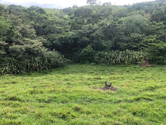 Warm Spring Mountain Property in a tropical landscape and antique wooden house, 50 minutes from Liberia city - photo 17