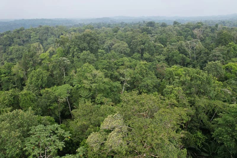 34-Acres of Forest For Sale in Riyito de Puerto Jimenez - photo 2