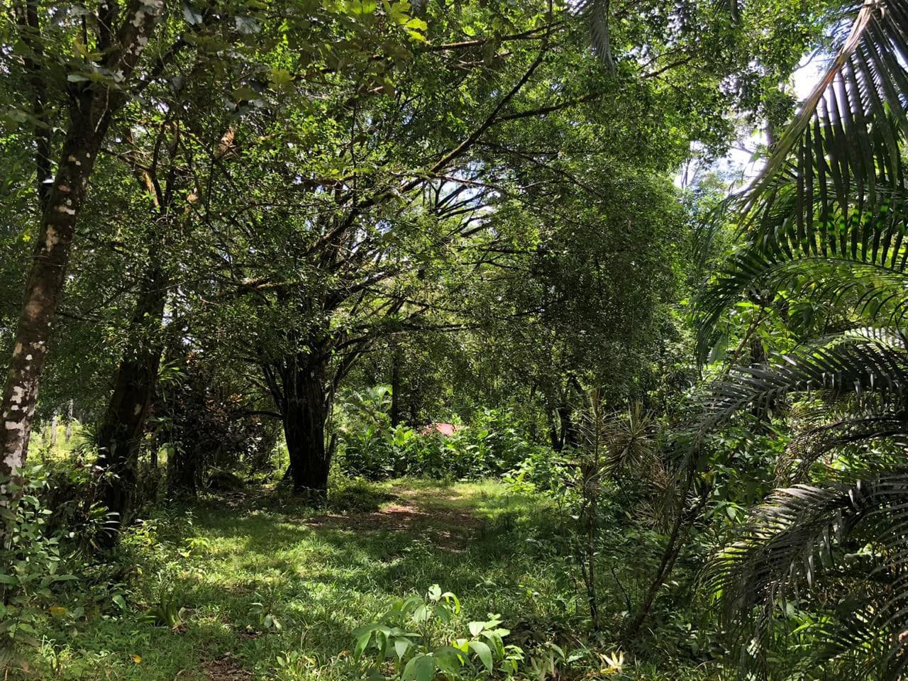 Hot Springs Property in Dos Ríos de Upala – Excellent Investment Opportunity - photo 36
