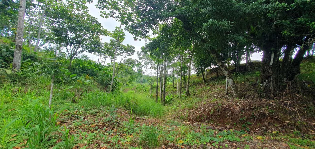 GULF VIEW PROPERTY IN PUERTO JIMENEZ, COSTA RICA - photo 9