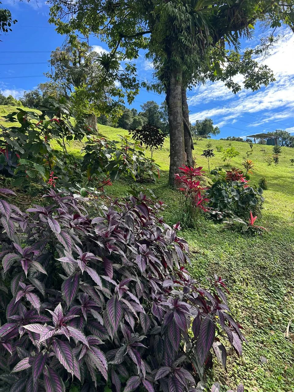 THE HOMESTEAD - Off-Grid Eco-Paradise for Sale in Nuevo Arenal, Costa Rica. - photo 12