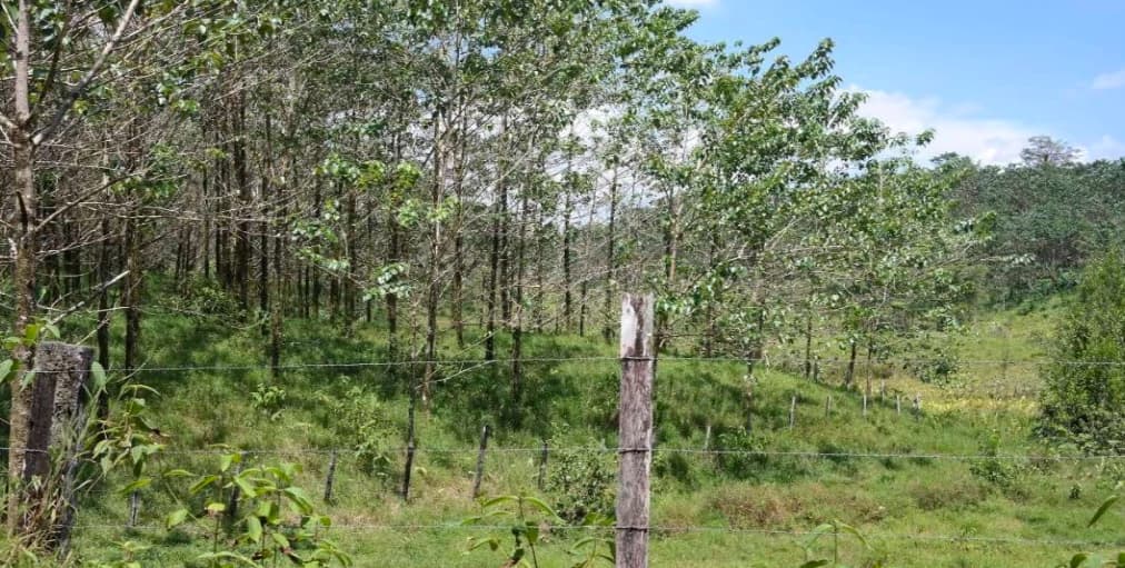 Countryside and Mountain Property For Sale in Pococi - photo 2