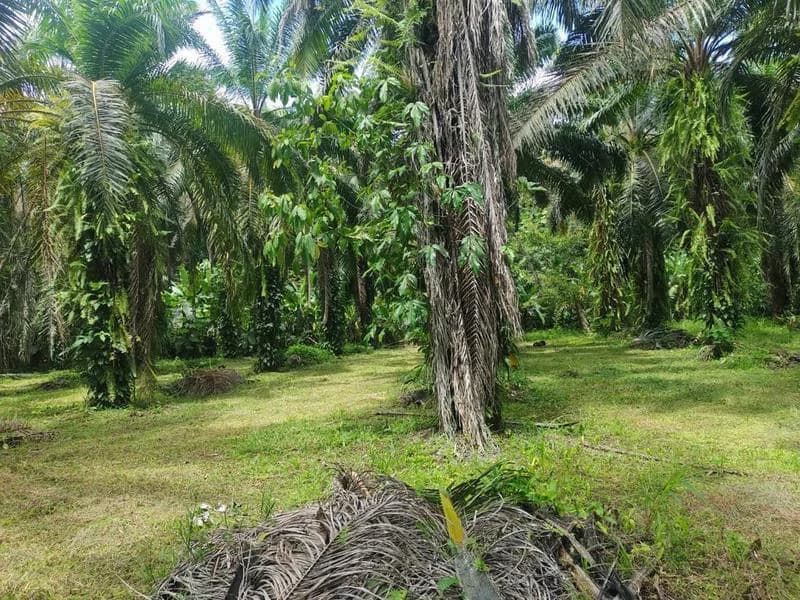 Biological Private Reserve OSA PULCRA - photo 14