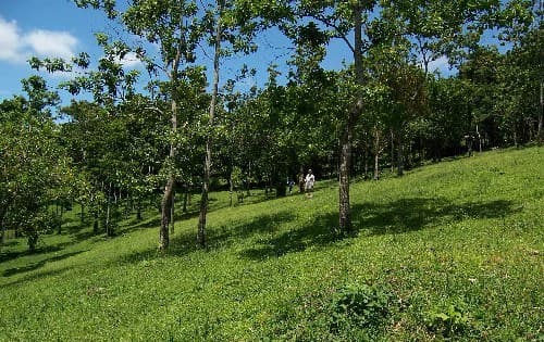 La Foresta: Beautiful Building Lot of 3+ acres in 2 plots, private and quiet setting, lake view, large trees, SELLER will pay closing costs ! - photo 4