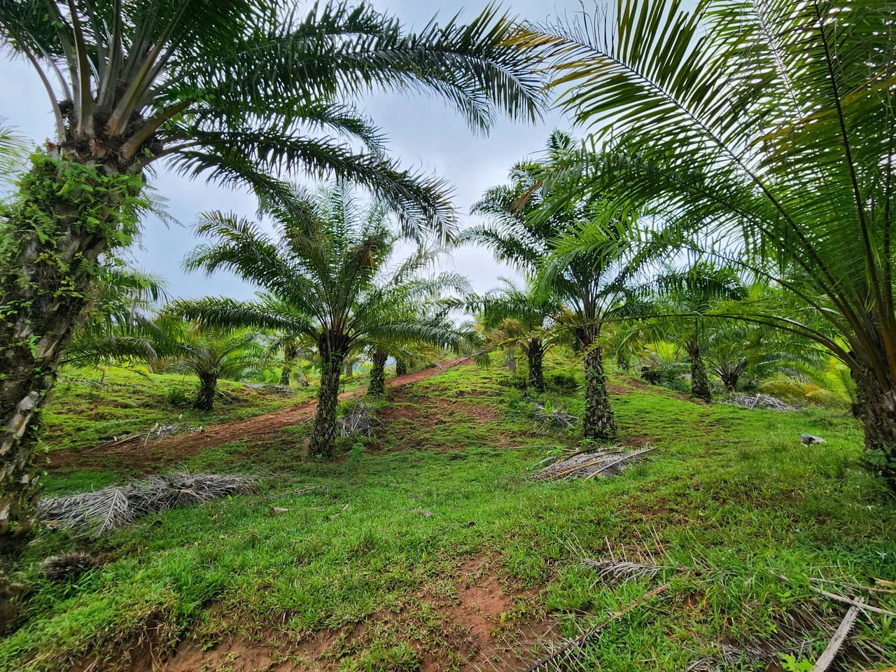 PRIME PARRITA FARM FOR SALE - photo 25