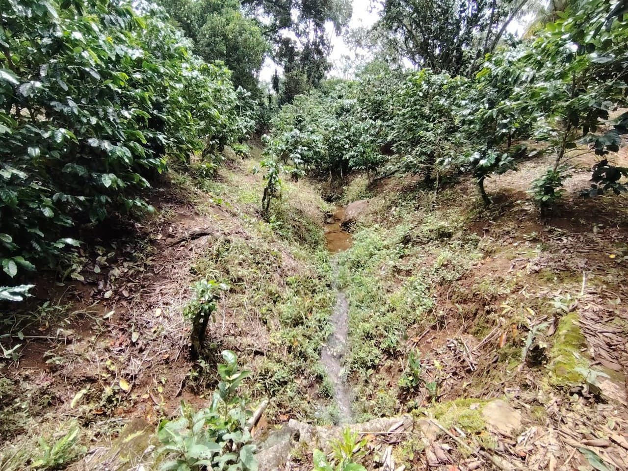 Home Construction Site For Sale in General Viejo - photo 11