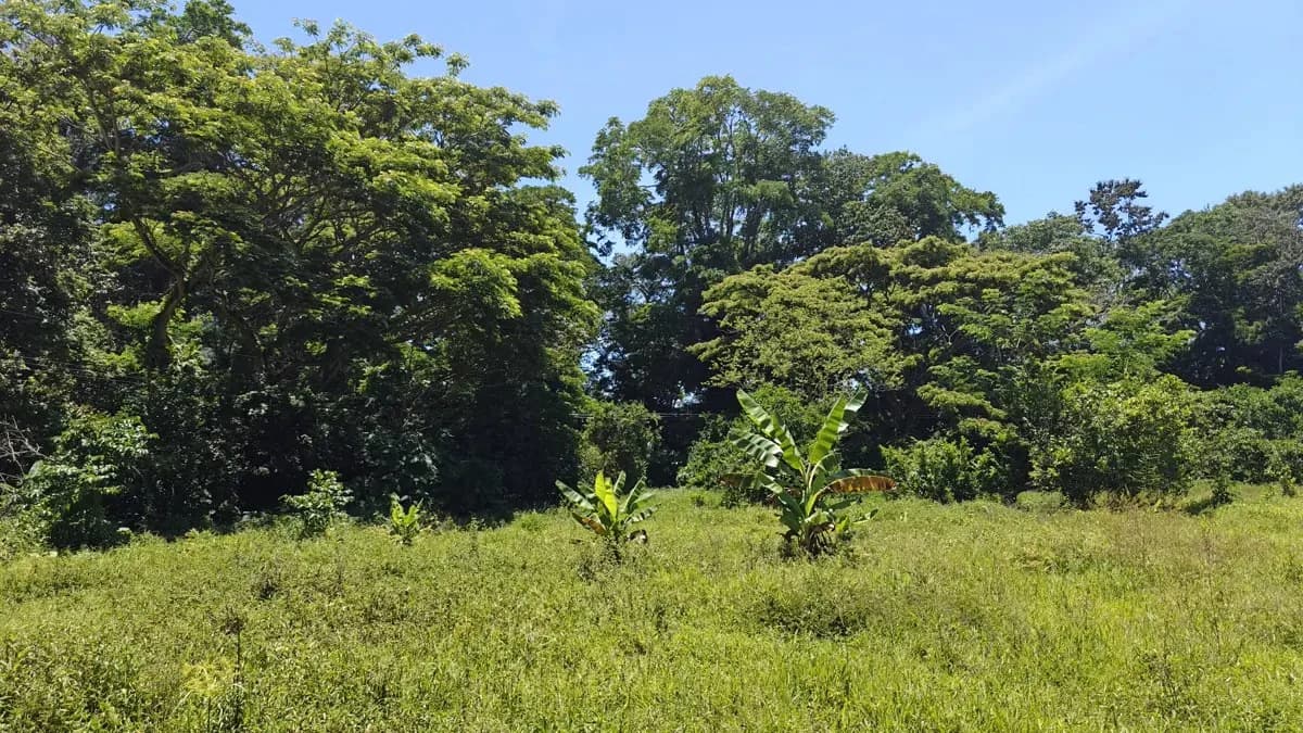 ID 924: El Cortijo: El Cortijo - Residential Lots for Sale in Hone Creek Near Puerto Viejo - photo 10
