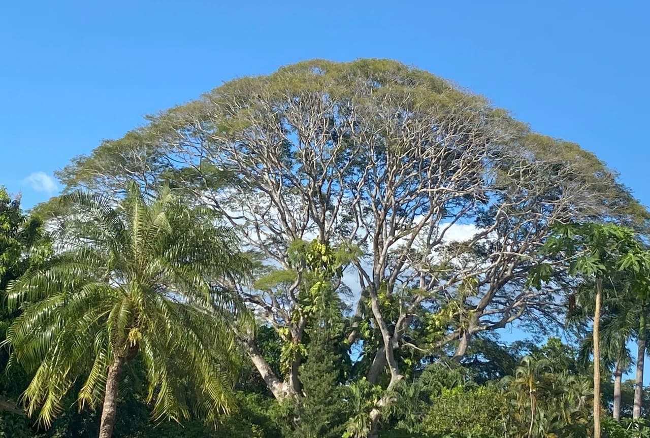 Finca Nora - Your Exclusive Tropical Paradise near Barrigona and Samara beach: Mountain Home Construction Site For Sale in Playa Samara - photo 5
